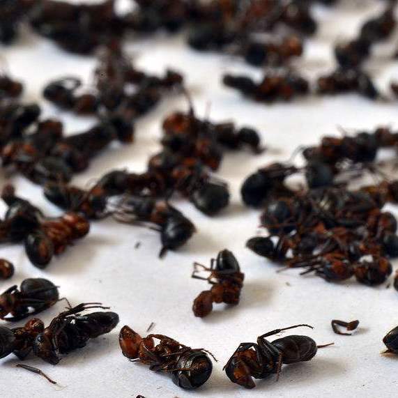 蚂蚁 统 吉林-商品图片