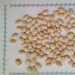 白扁豆 选货 云南-商品图片