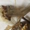 蜻蜓 统 河北-商品图片01