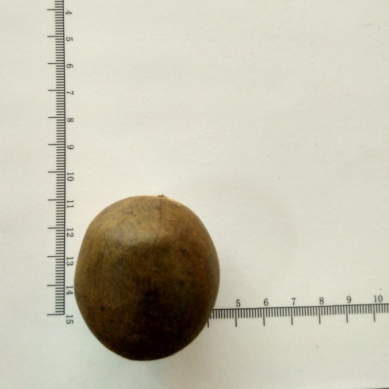 罗汉果 直径4.1-4.3cm 广西桂林-商品图片