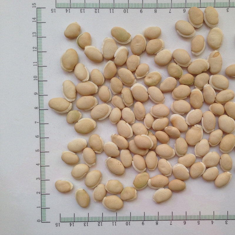 白扁豆大豆-商品图片