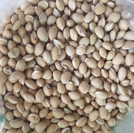 白扁豆（小） 统货 贵州-商品图片