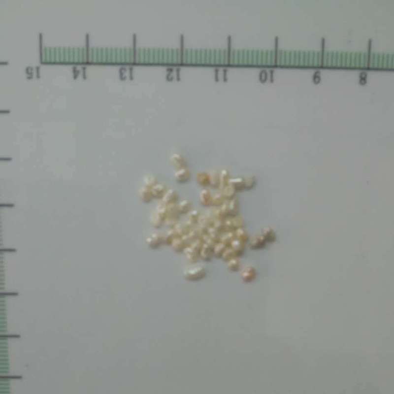 食用珍珠 大粒 0.2-0.25浙江-商品图片
