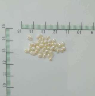 食用珍珠 超大粒0.25-0.3cm 浙江