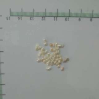 食用珍珠 大粒 0.2-0.25浙江