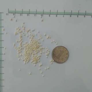 食用珍珠0.15-0.2 cm 选货 浙江