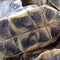 龟甲 选中小个 海南-商品图片03