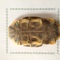 龟甲 选中小个 海南-商品图片01