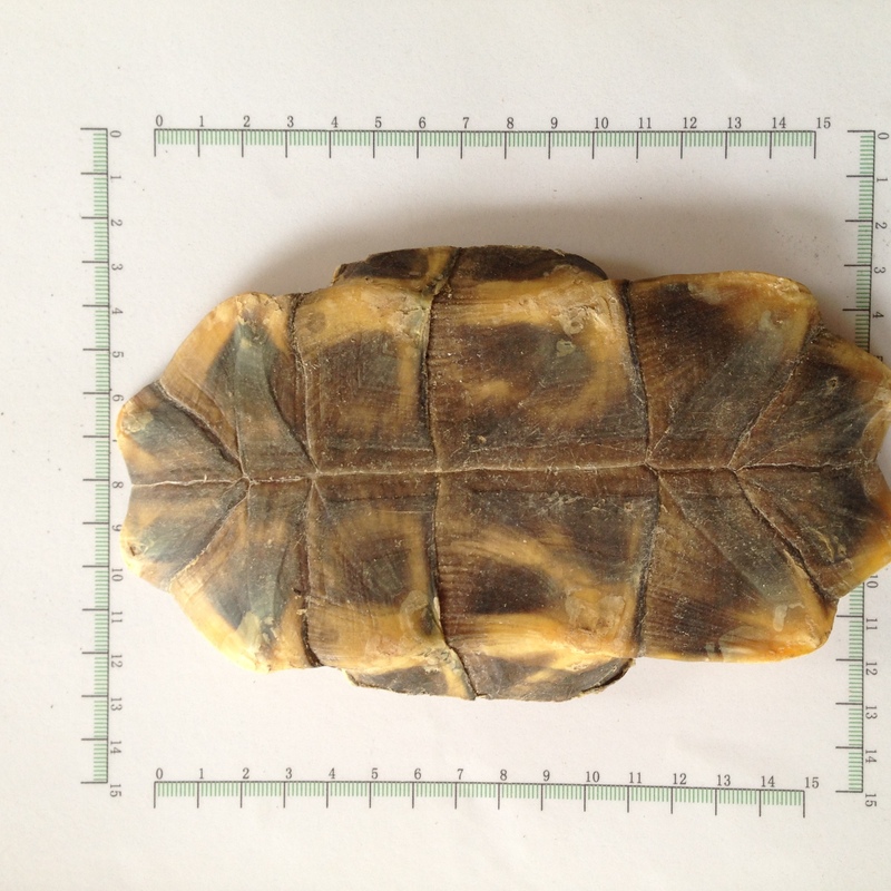 龟甲 选中小个 海南-商品图片