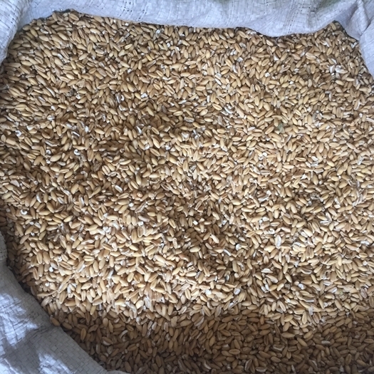 软质浮小麦 统货 河北-商品图片