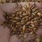 麦芽 优质 上海-商品图片03
