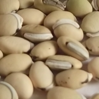 白扁豆-商品图片
