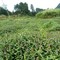 家种夏枯草，统收，种植直销-商品图片02