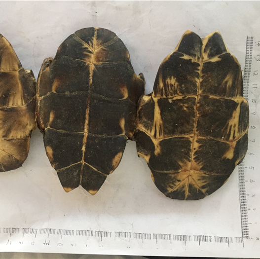 龟甲 下板 湖北-商品图片