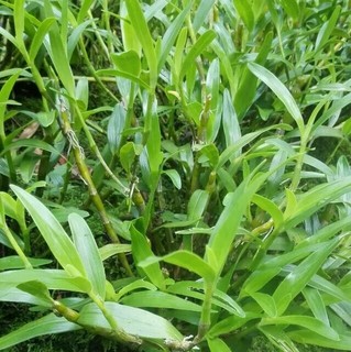 贵州野生金钗石斛兜苗