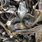 水蛭 清水吊干水蛭，统货 江苏大部分地区-商品图片01