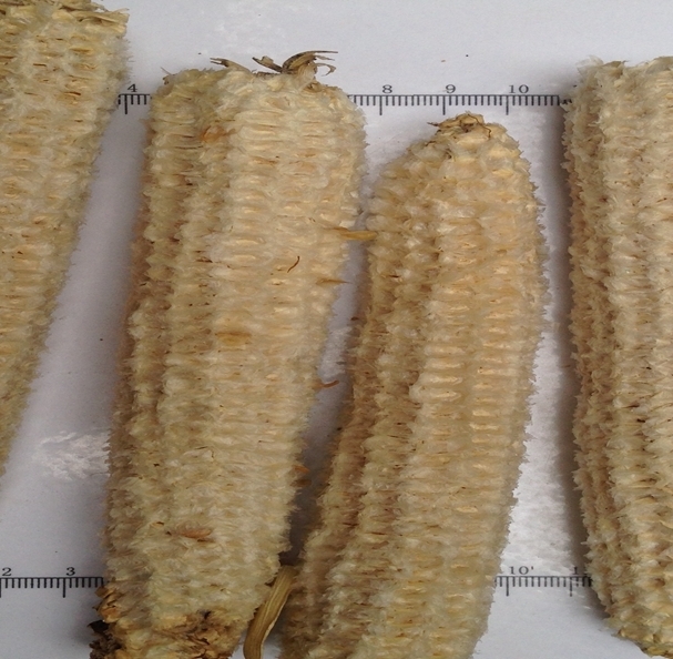 玉米芯 统 广西-商品图片