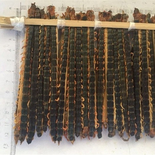 蜈蚣 11-12cm 湖北-商品图片