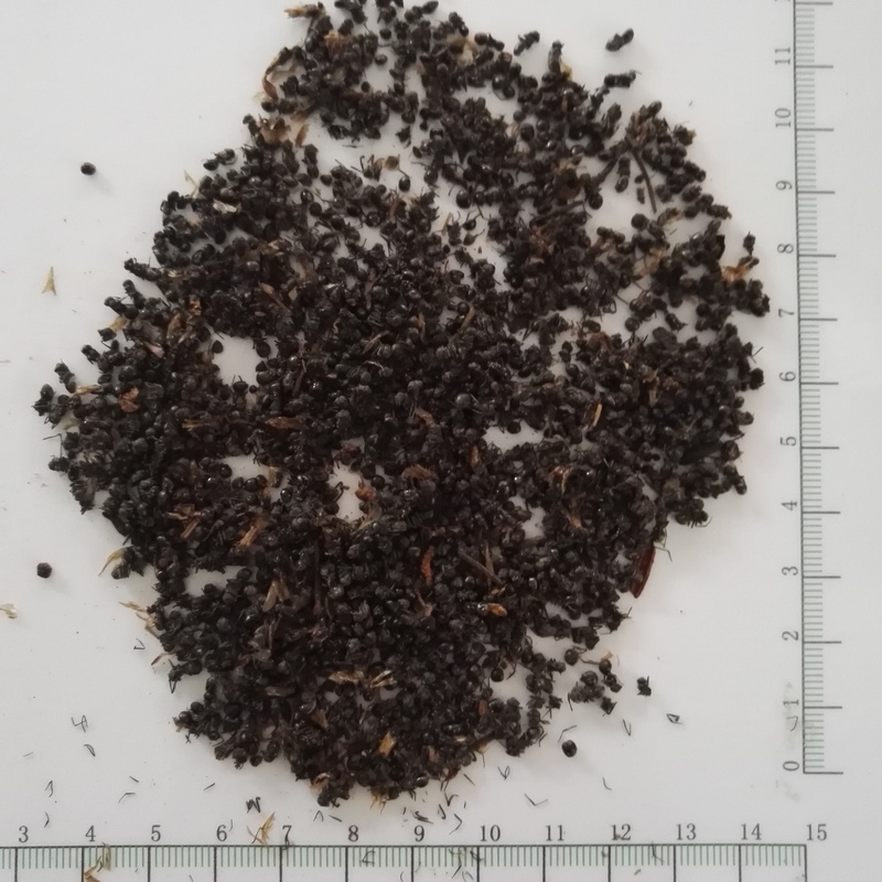 蚂蚁 中蚂蚁 广西-商品图片