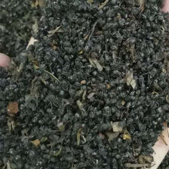 蚂蚁 黑统货 贵州-商品图片
