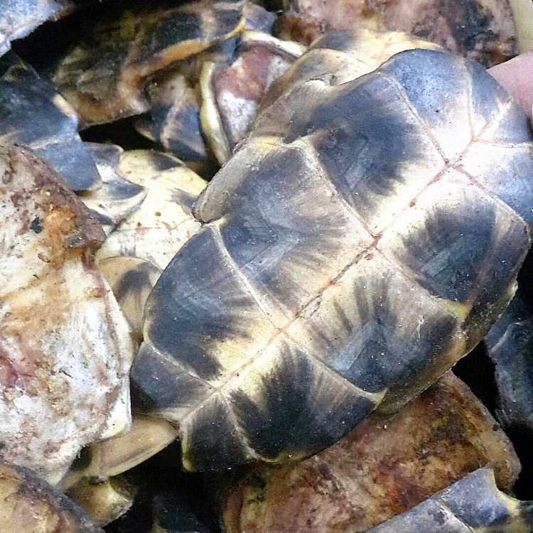 龟甲 旱龟板统个 湖北-商品图片