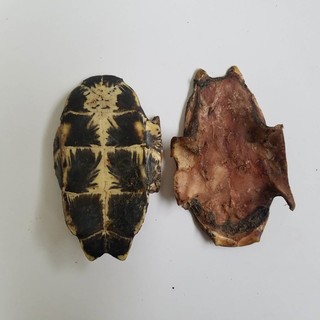 湖北龟甲 小龟板