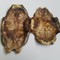 湖北龟甲 大龟板-商品图片03