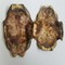 湖北龟甲 大龟板-商品图片04