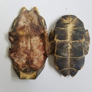 湖北龟甲 大龟板