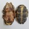 湖北龟甲 大龟板-商品图片01