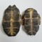湖北龟甲 大龟板-商品图片02
