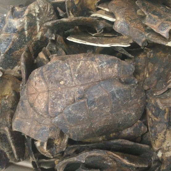 龟甲 制旱龟板 湖北-商品图片