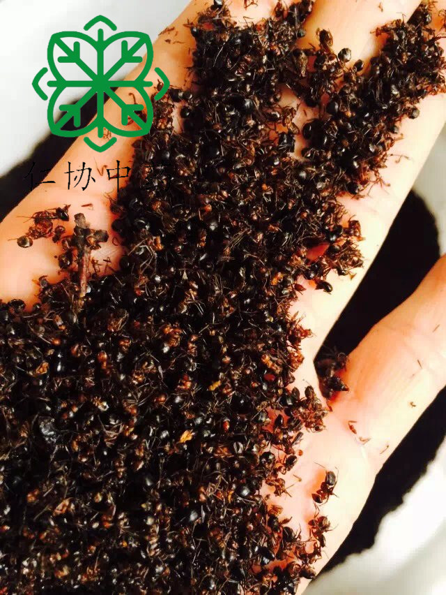 黑蚂蚁 小选 广西-详情图片01