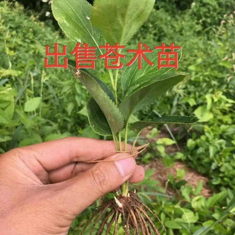 枳壳 苍术苗 重庆大足-商品图片