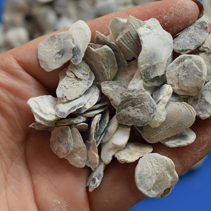 牡蛎 优质 安徽-商品图片