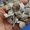 牡蛎 段 安徽-商品图片01