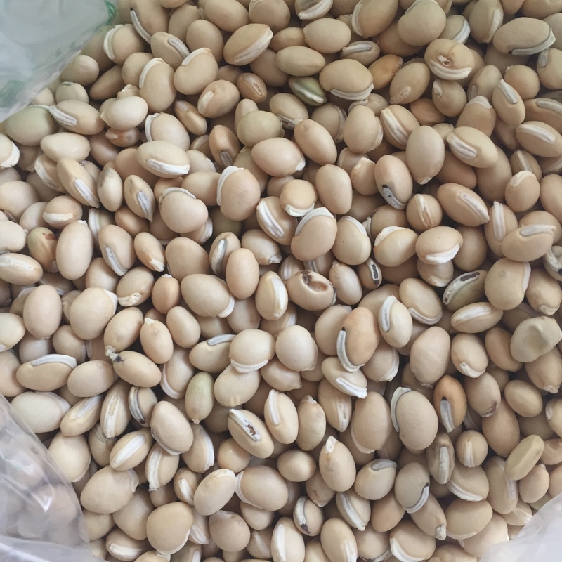 白扁豆（小） 统货 贵州-商品图片