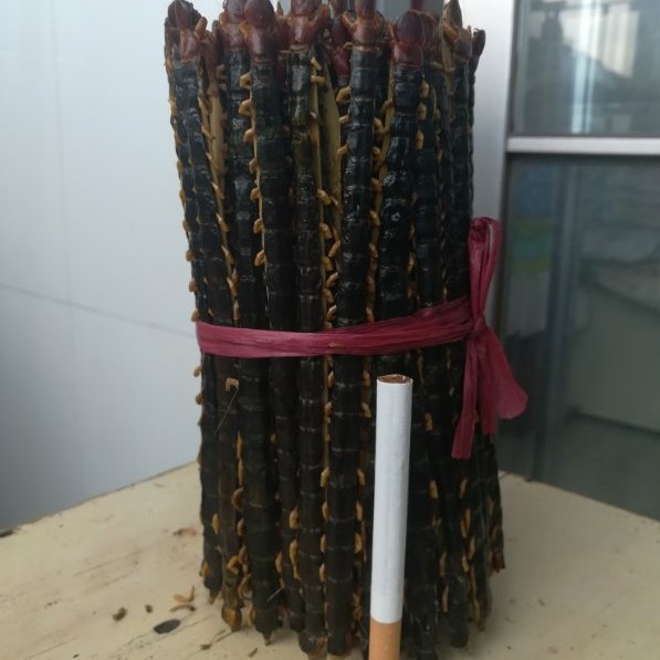 蜈蚣 16cm-17cm 湖北襄樊-商品图片