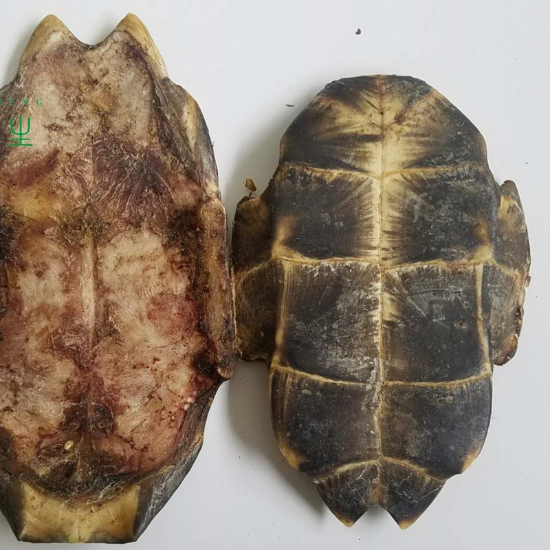 龟甲 统 广西-商品图片
