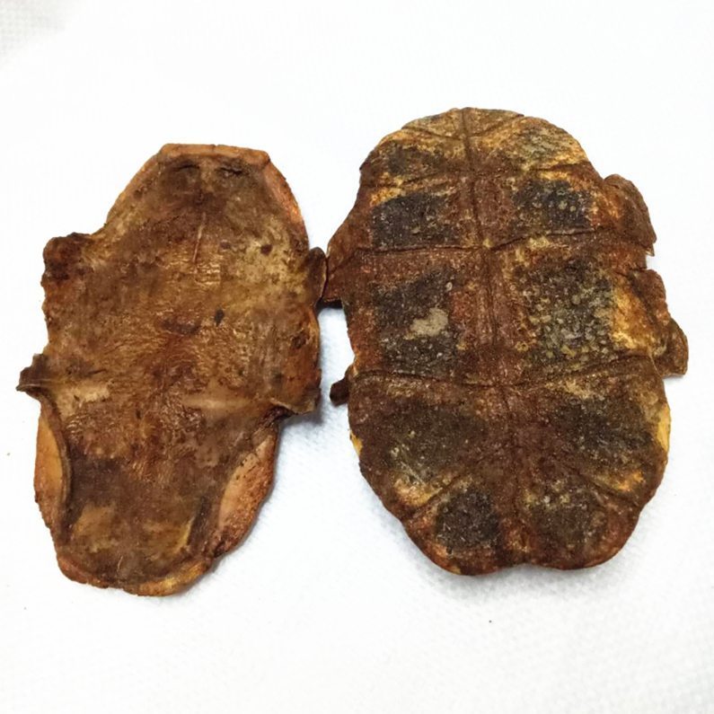 龟甲 水龟板统货 湖北-商品图片