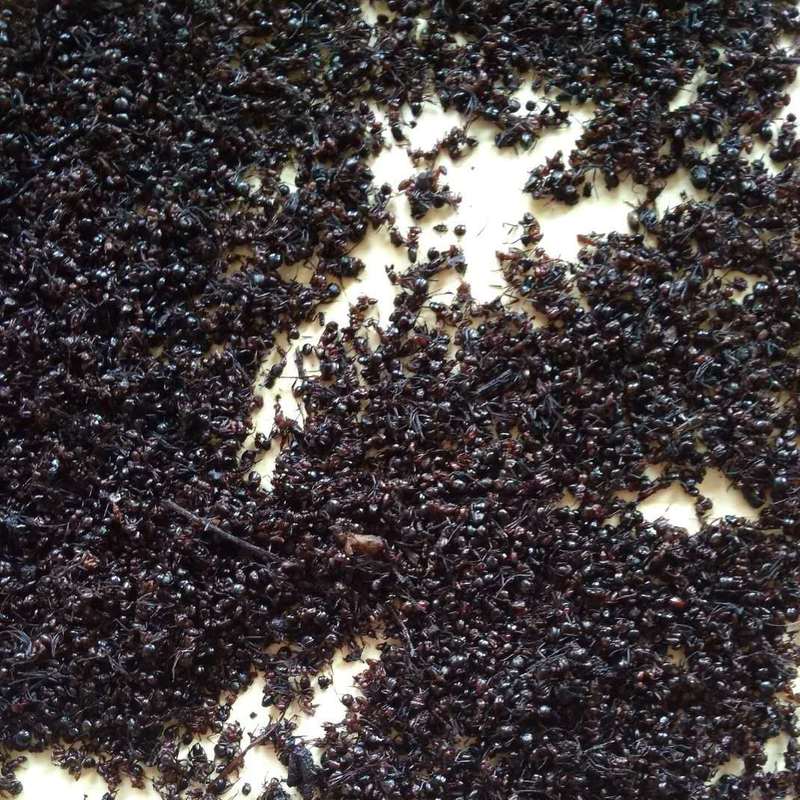 黑蚂蚁 小蚂蚁-商品图片