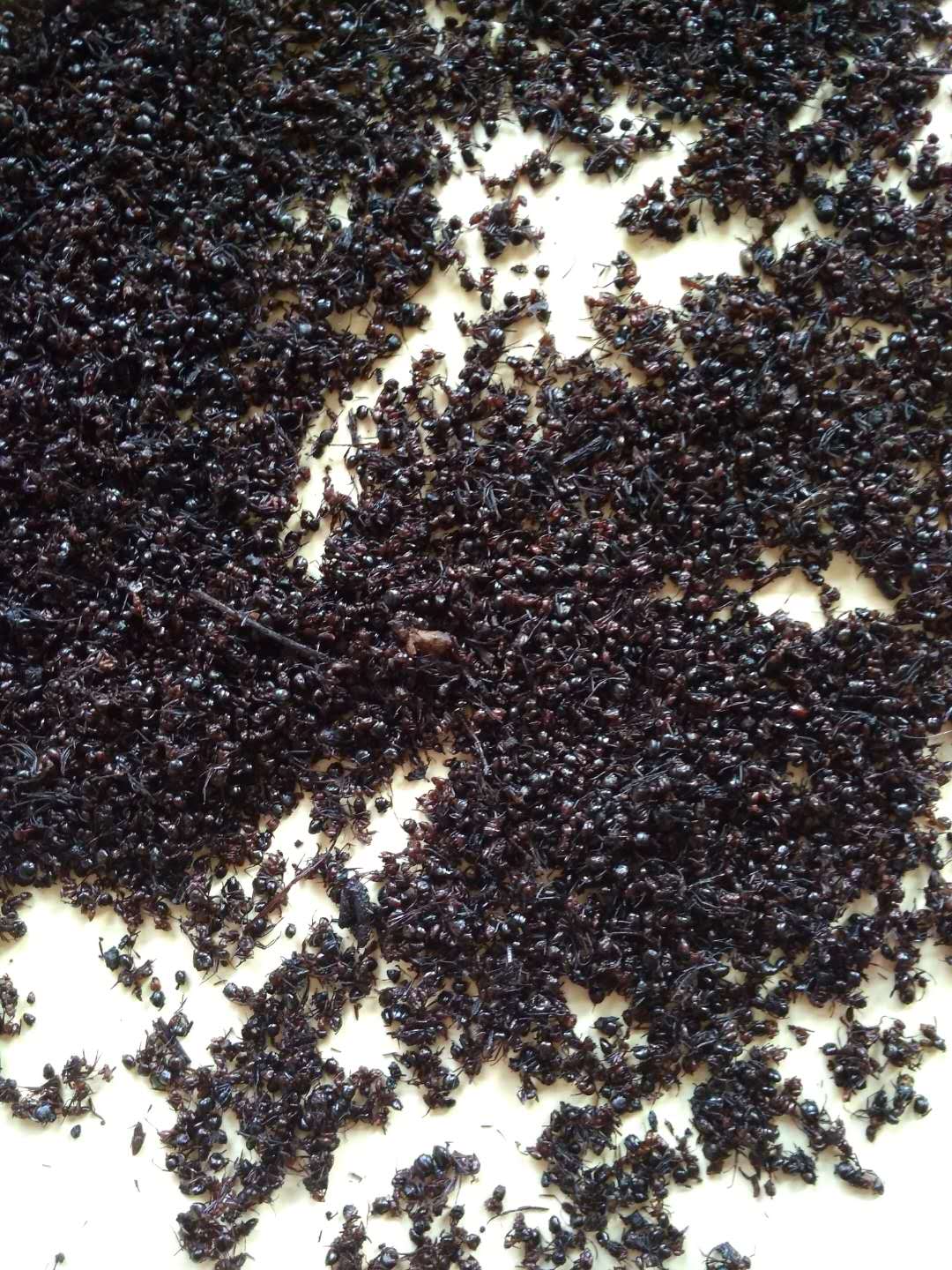 黑蚂蚁 小蚂蚁-详情图片01