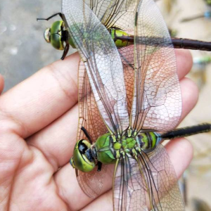 绿头大蜻蜓，蜻蜓，大头青，大蜻蜓-商品图片