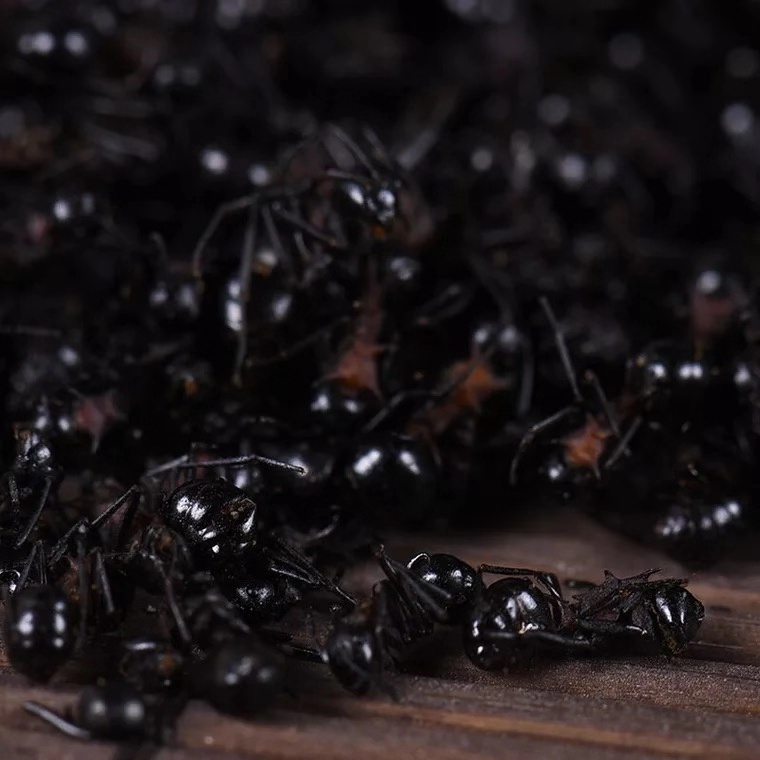 黑蚂蚁 统货 吉林长白山-商品图片
