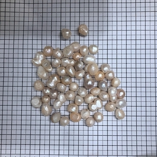 珍珠 1.0-1.1 浙江