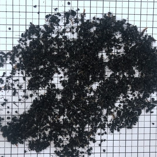 蚂蚁 黑蚂蚁 吉林-商品图片