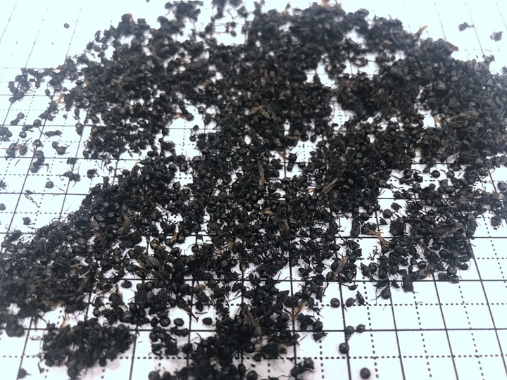 蚂蚁 黑蚂蚁 吉林-详情图片02