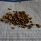 黄芩 0.4 陕西-商品图片02